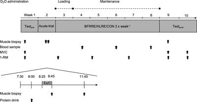 Six Weeks of Low-Load Blood Flow Restricted and High-Load Resistance Exercise Training Produce Similar Increases in Cumulative Myofibrillar Protein Synthesis and Ribosomal Biogenesis in Healthy Males